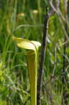 Yellow trumpets